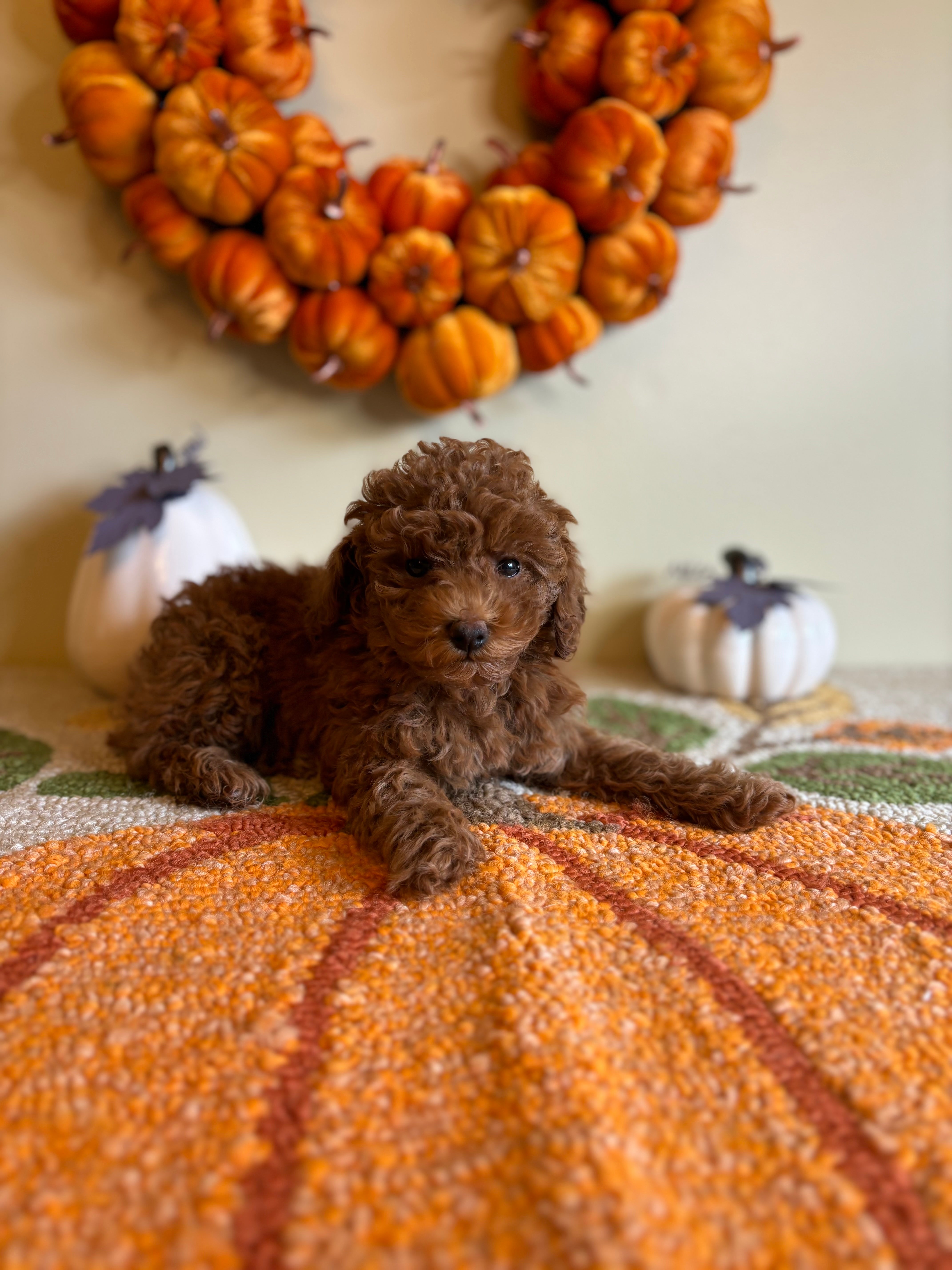 Beauty The Female Micro Goldendoodle