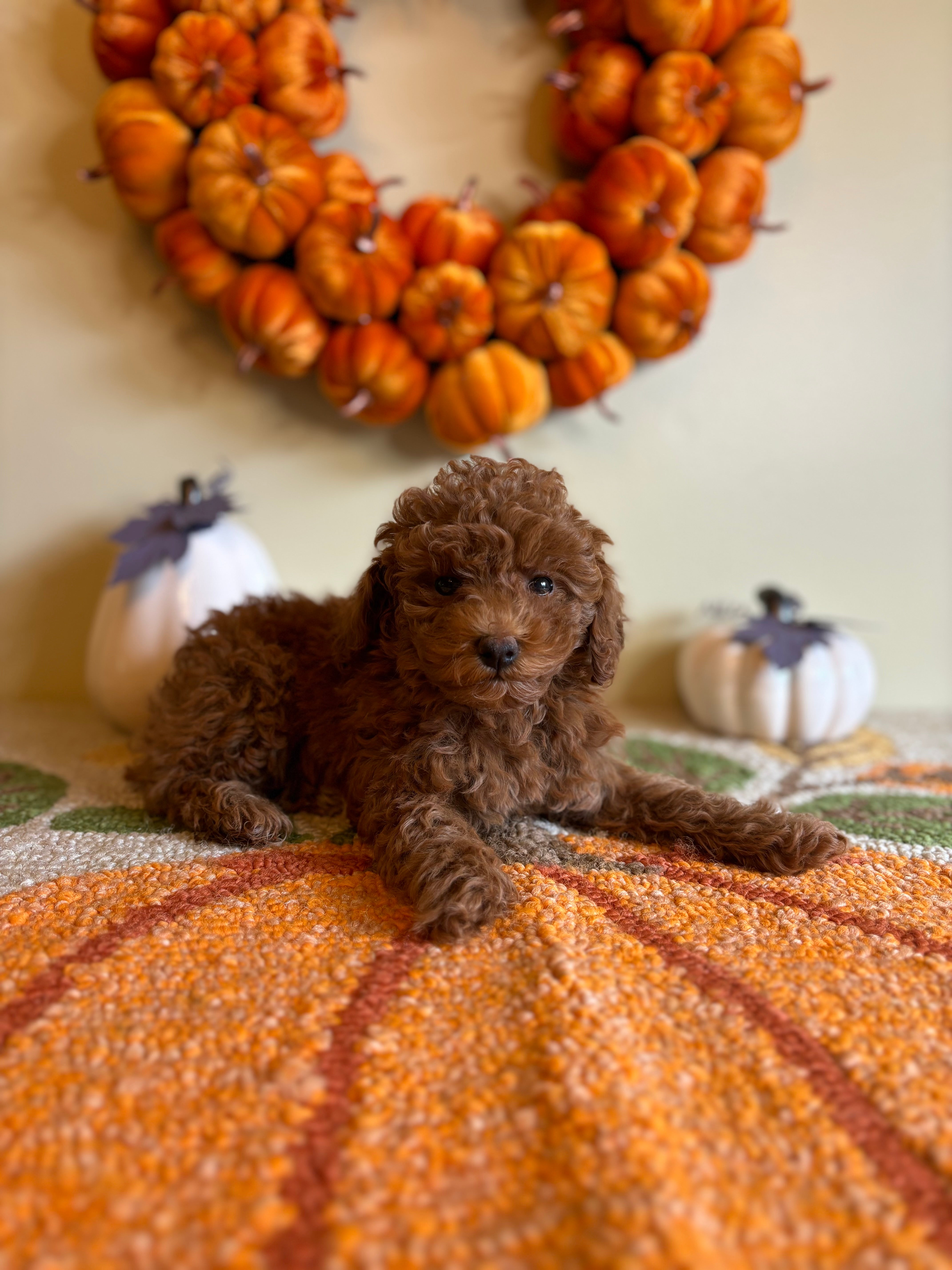 Beauty The Female Micro Goldendoodle
