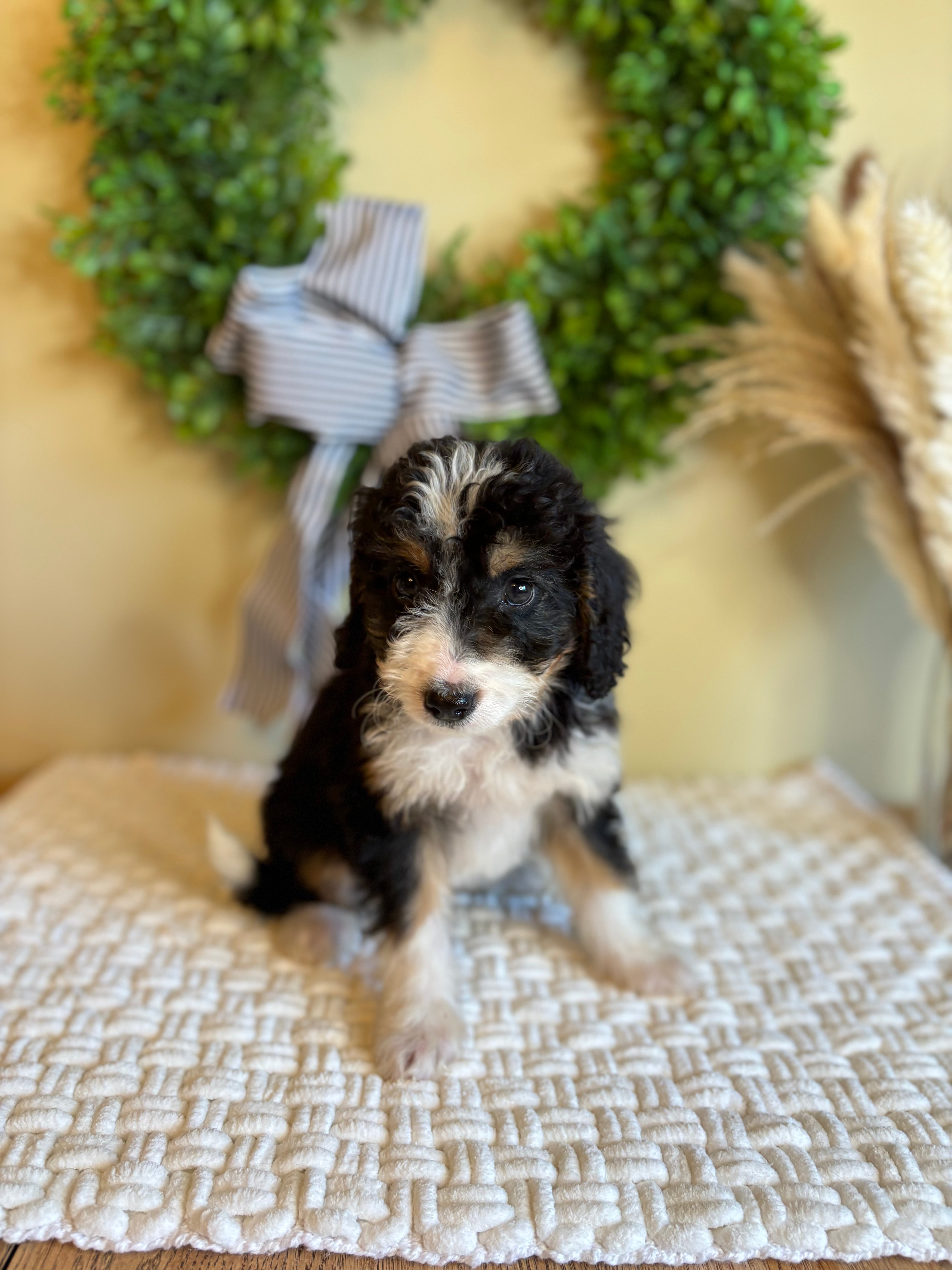 Everly The Female Bernedoodle