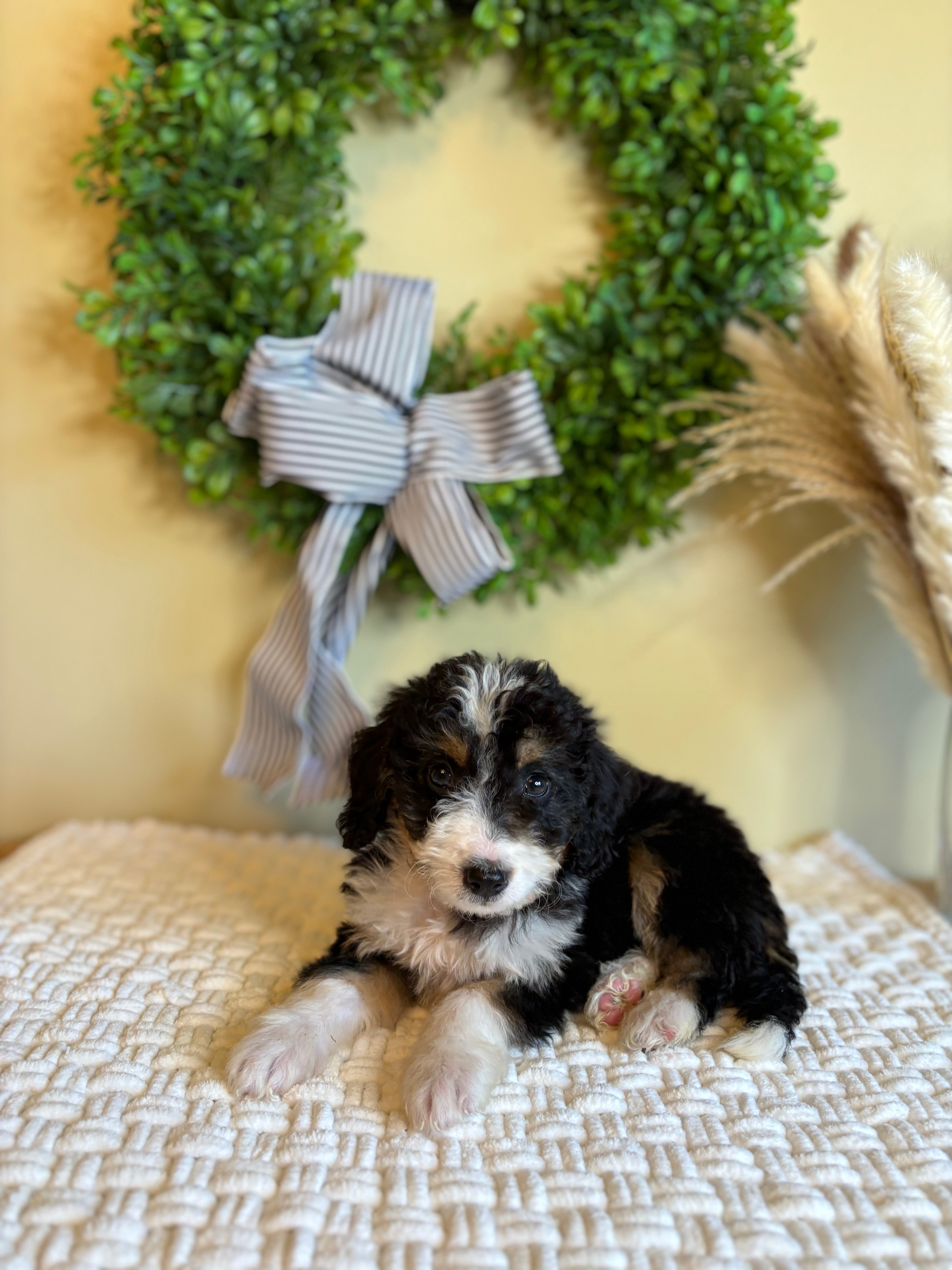 Everly The Female Bernedoodle