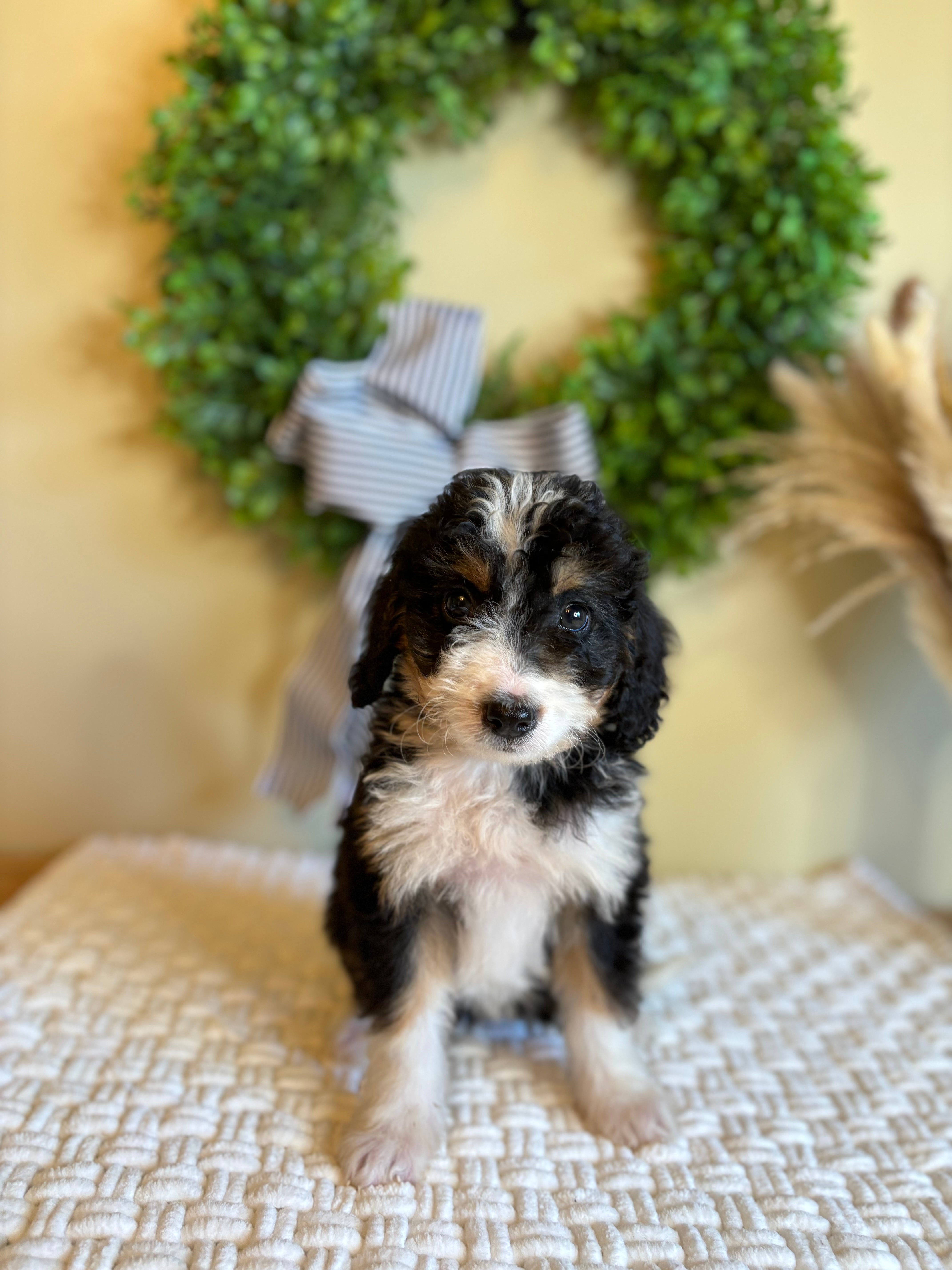 Everly The Female Bernedoodle