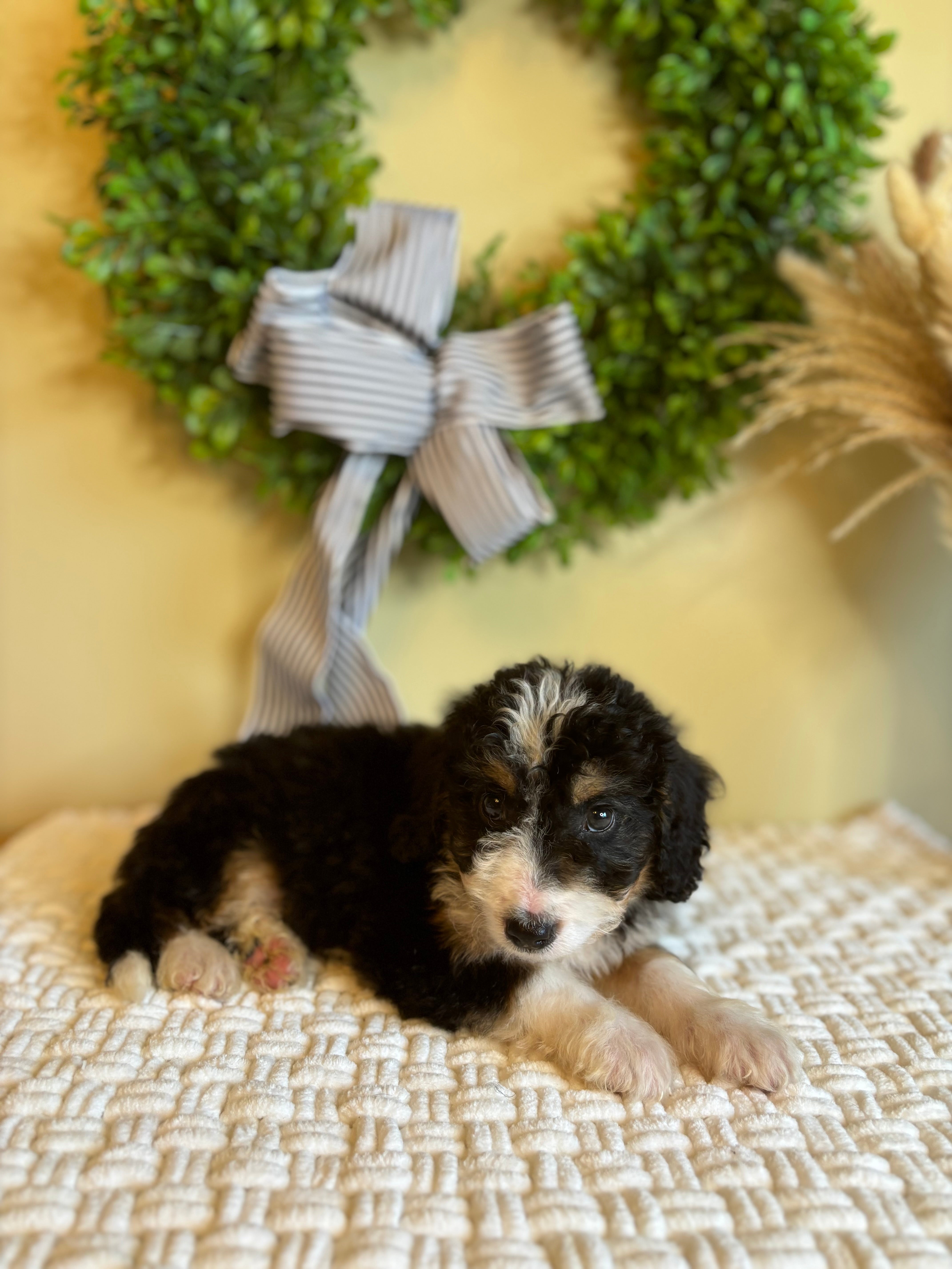 Everly The Female Bernedoodle