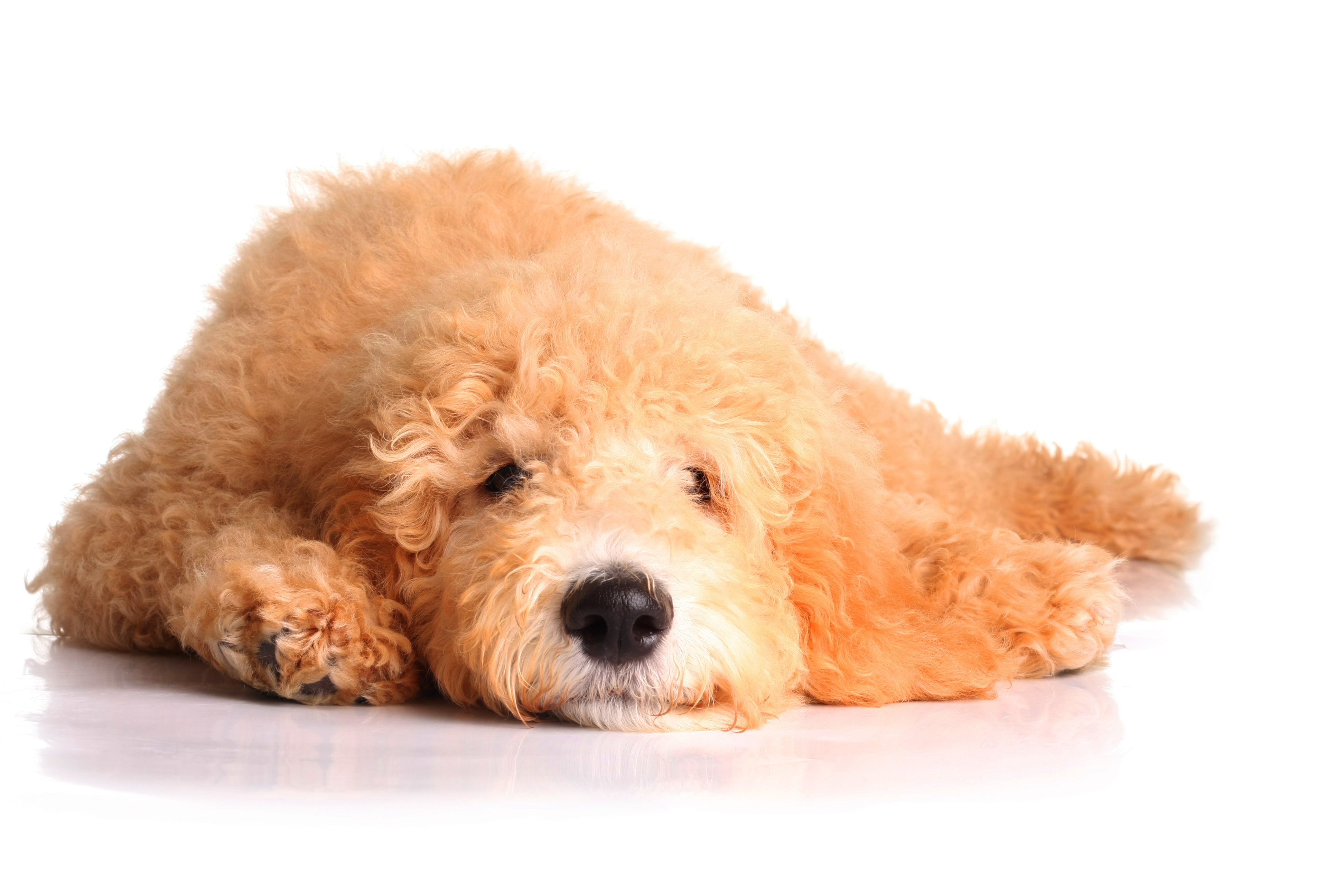Everything You Need To Know About Purchasing Mini Golden Doodle Puppies 