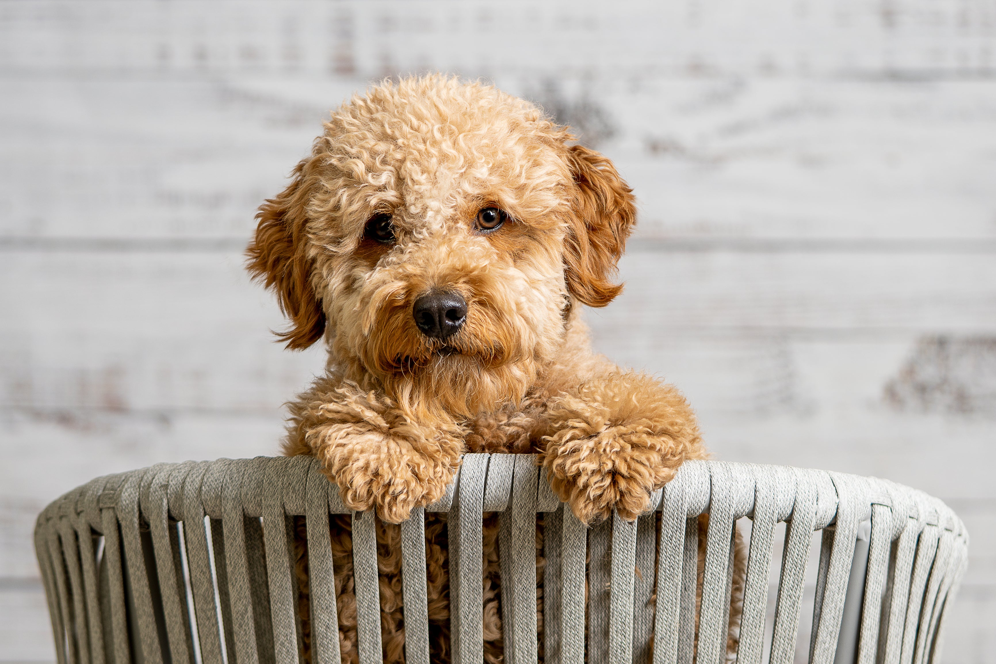 Get to Know the Miniature Golden Doodle Puppy