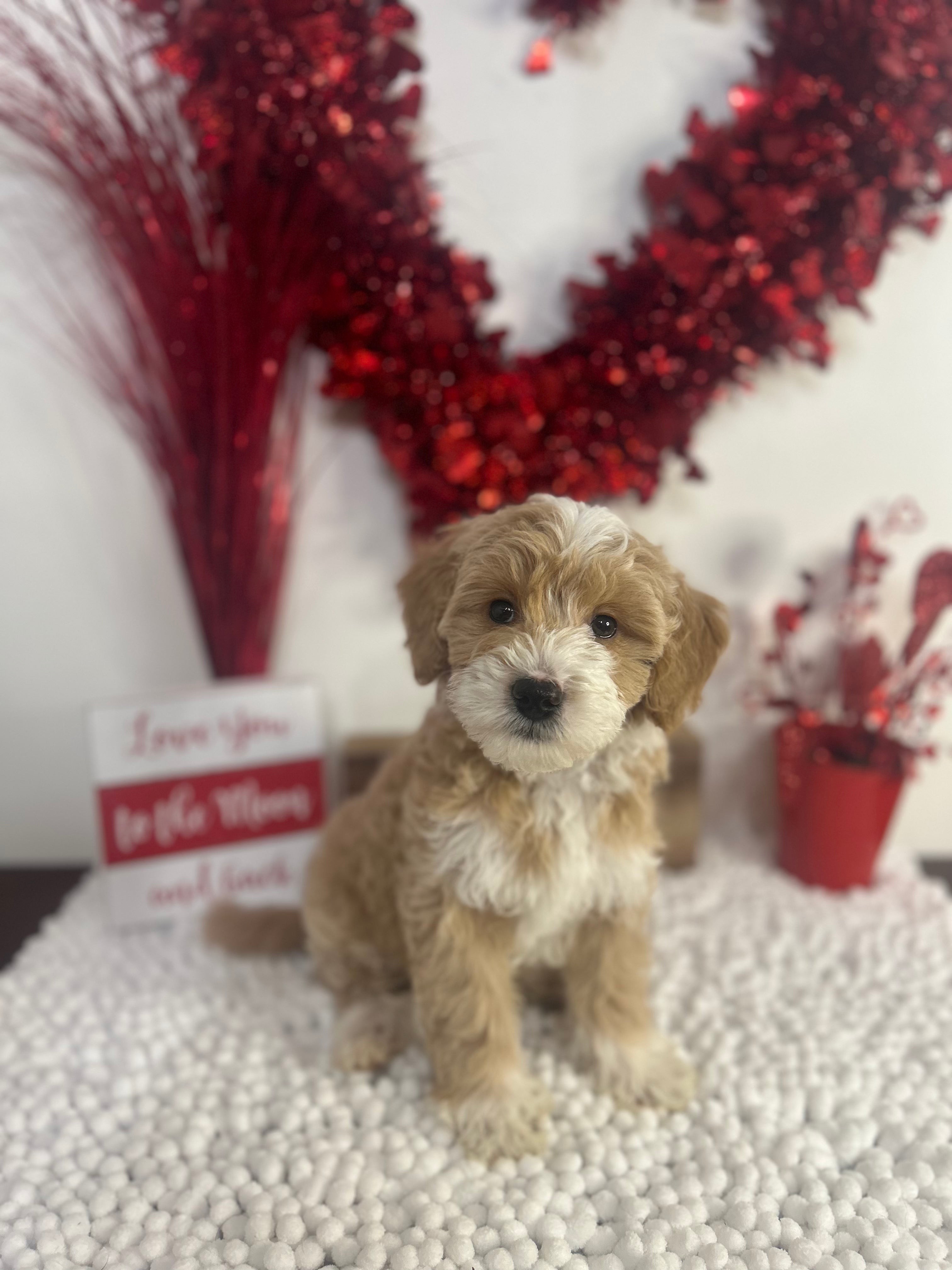 Valentine The Male F1B Micro Golden doodle