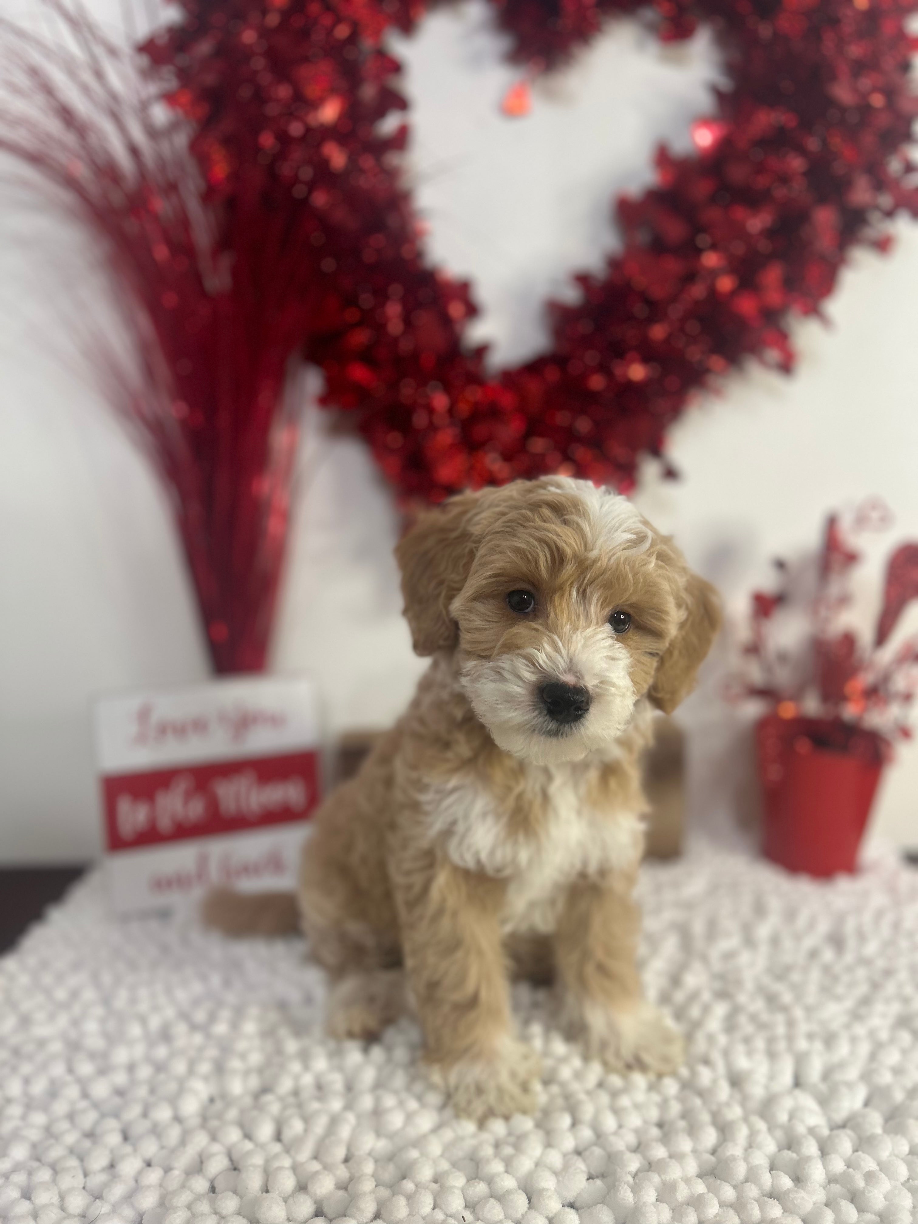 Valentine The Male F1B Micro Golden doodle