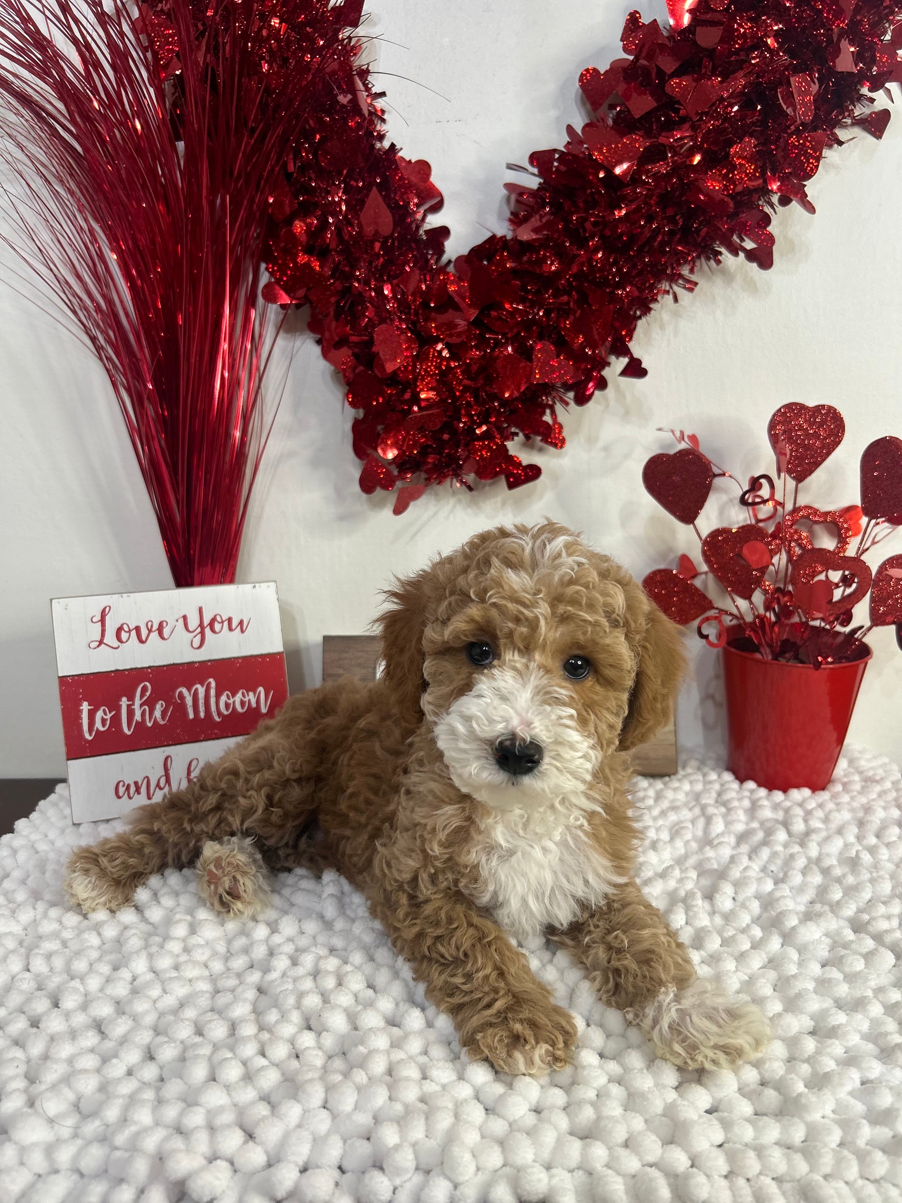 Lucky The Male Micro F1B Goldendoodle