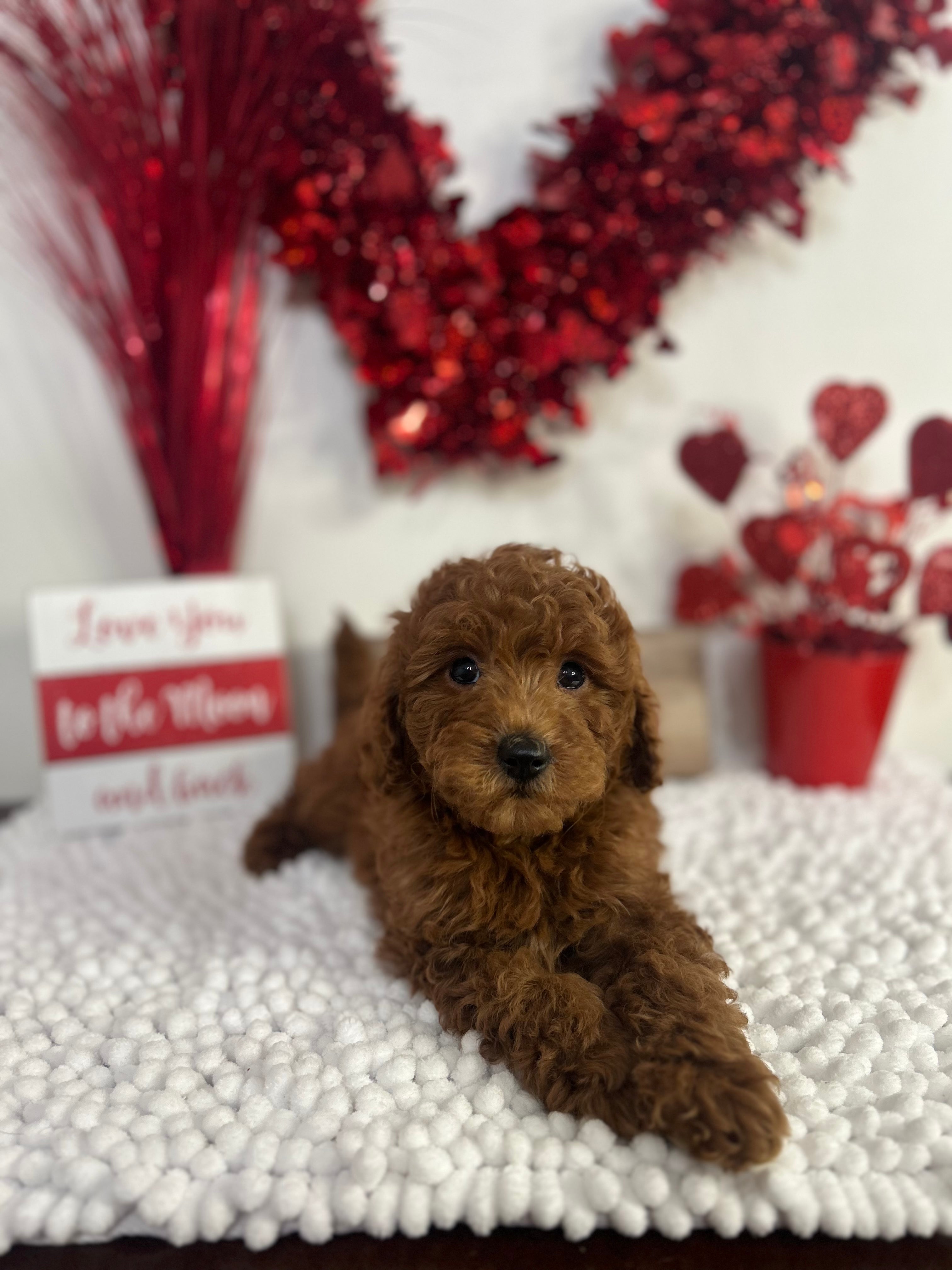 Cupid The Male F1B Goldendoodle