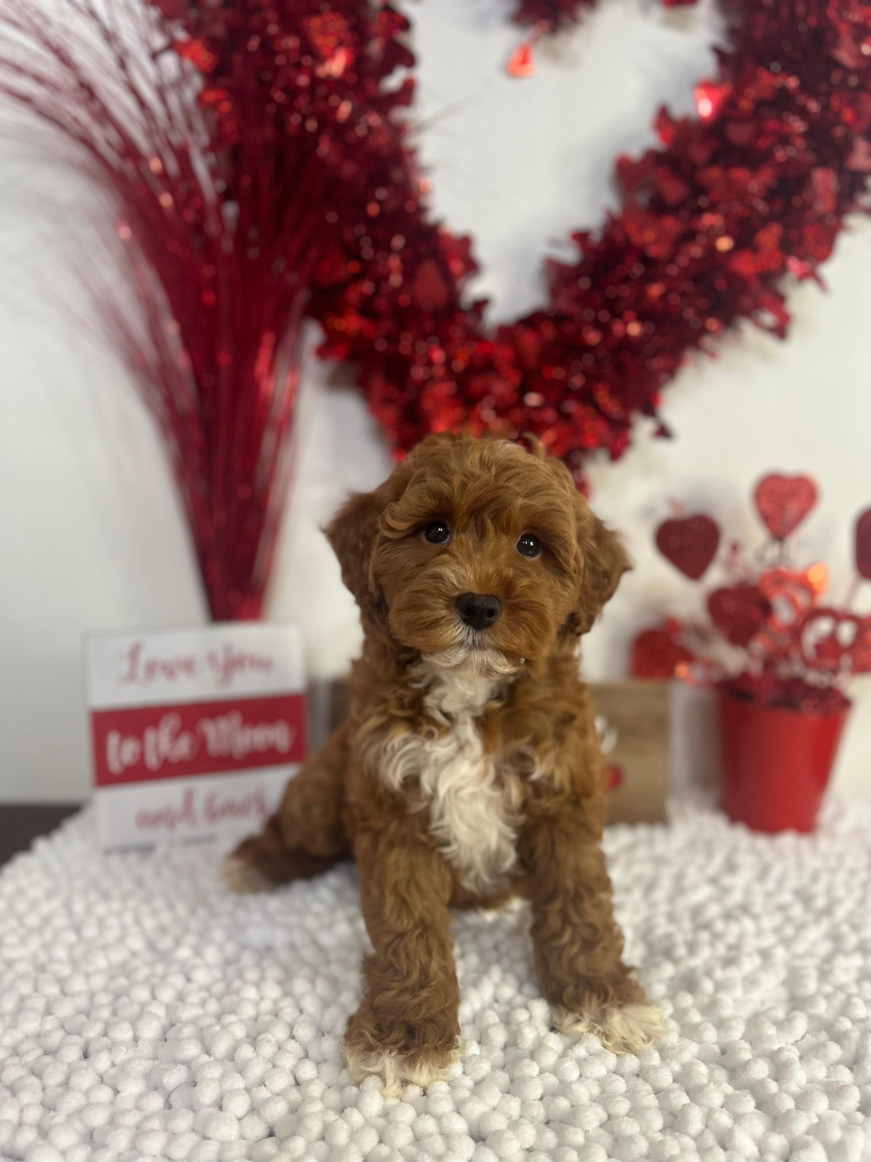 Charm the Micro Male F1B Golden Doodle