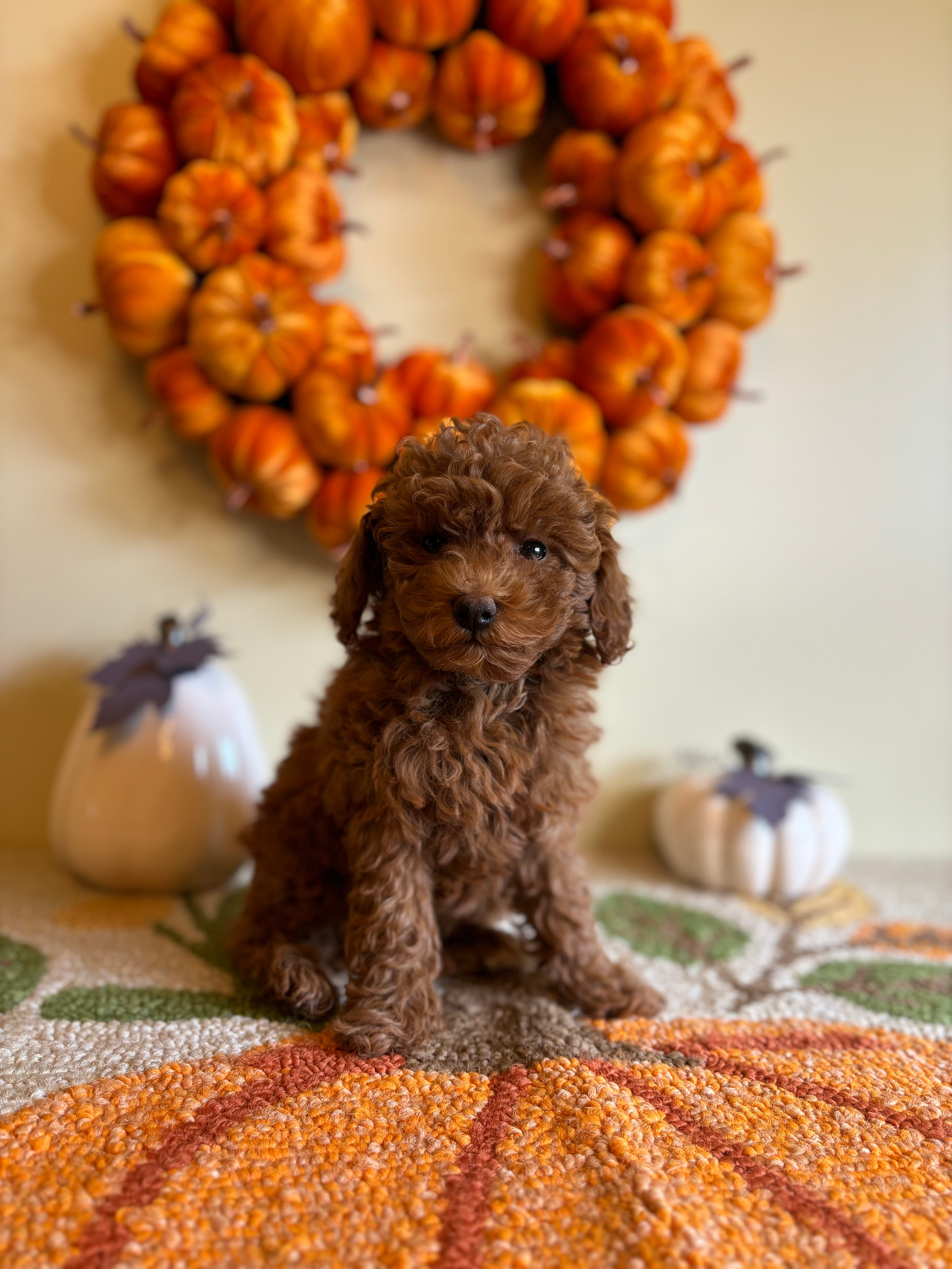 Beauty The Female Micro Goldendoodle