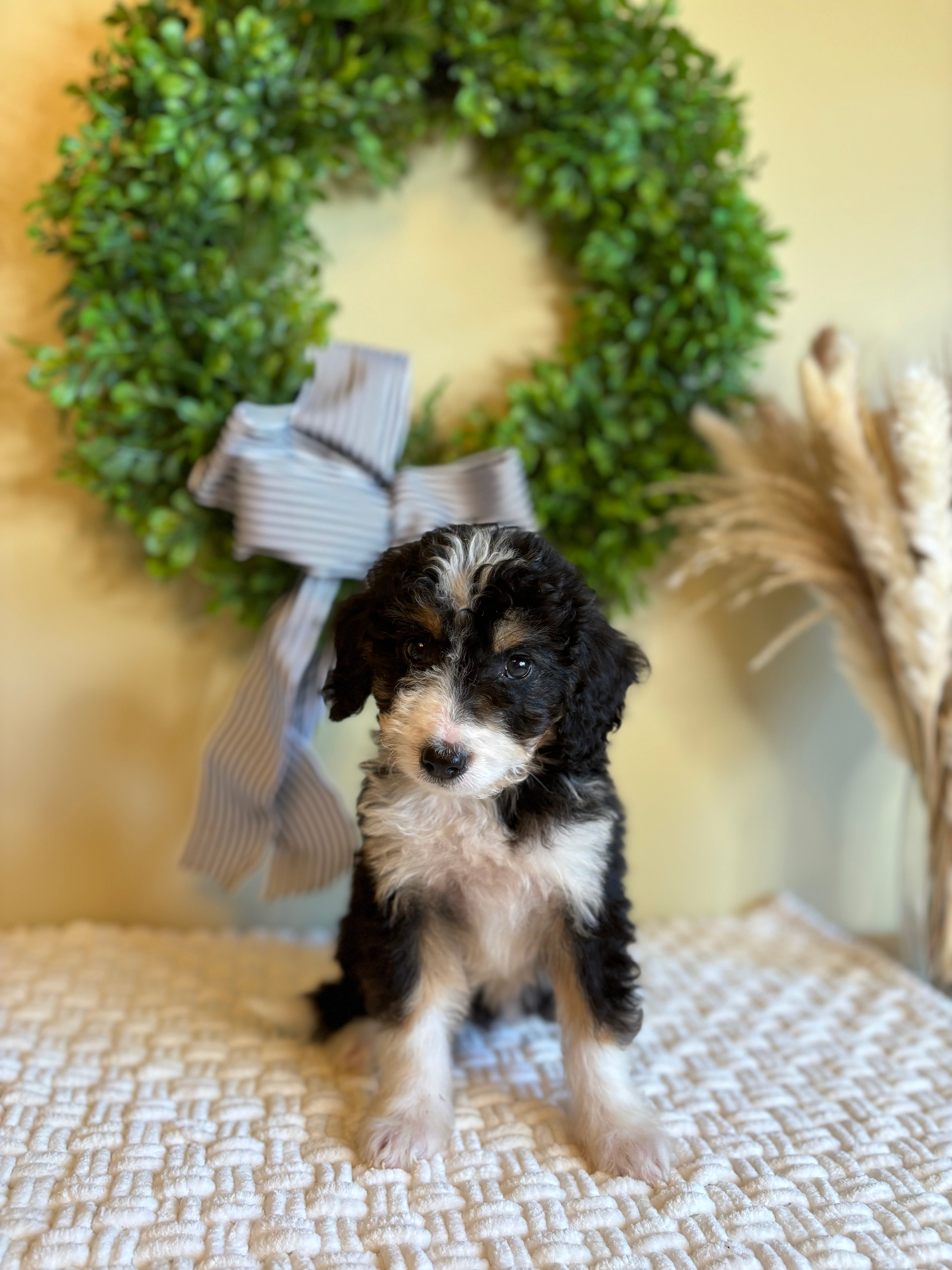 Everly The Female Bernedoodle