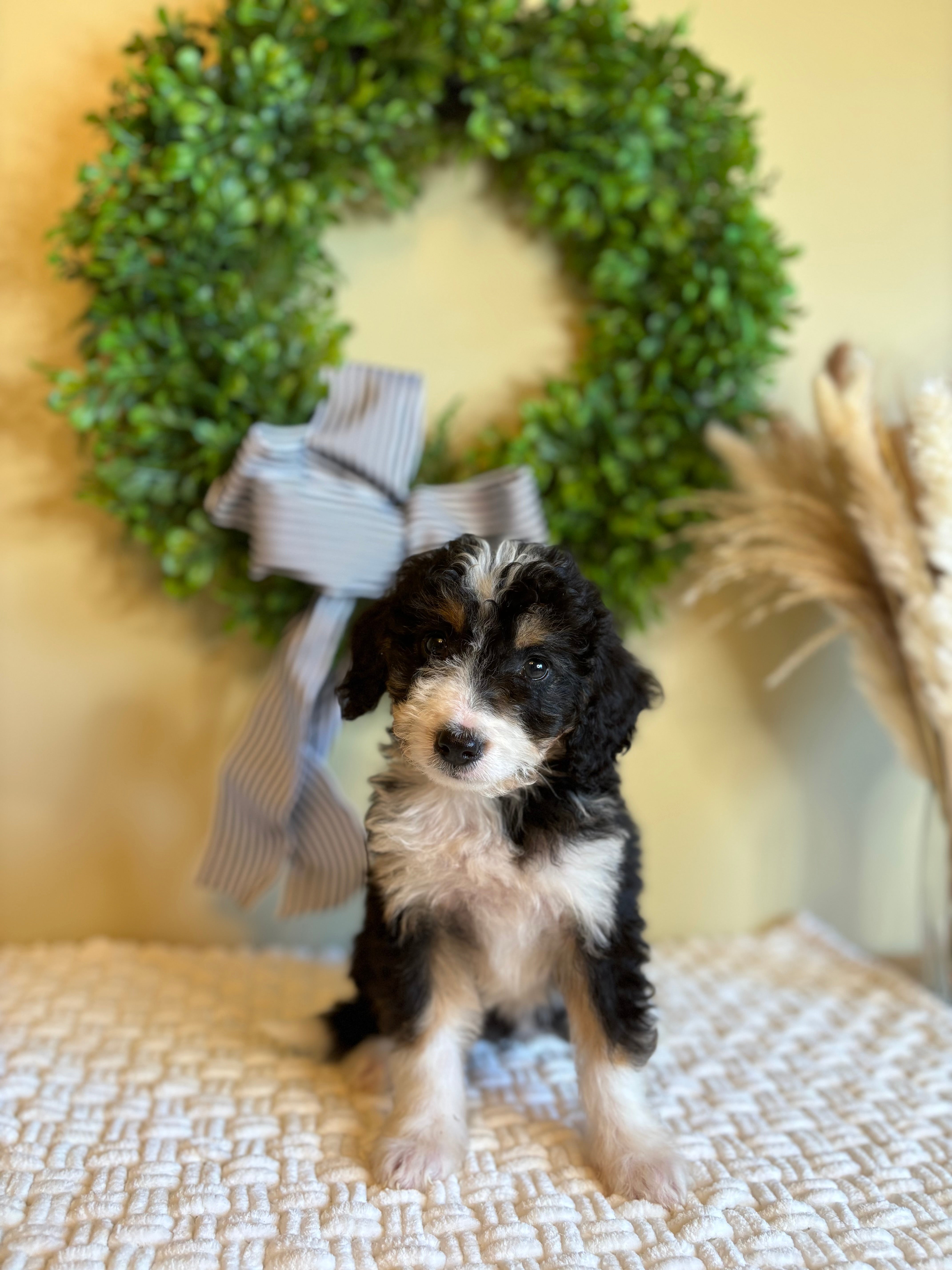 Everly The Female Bernedoodle