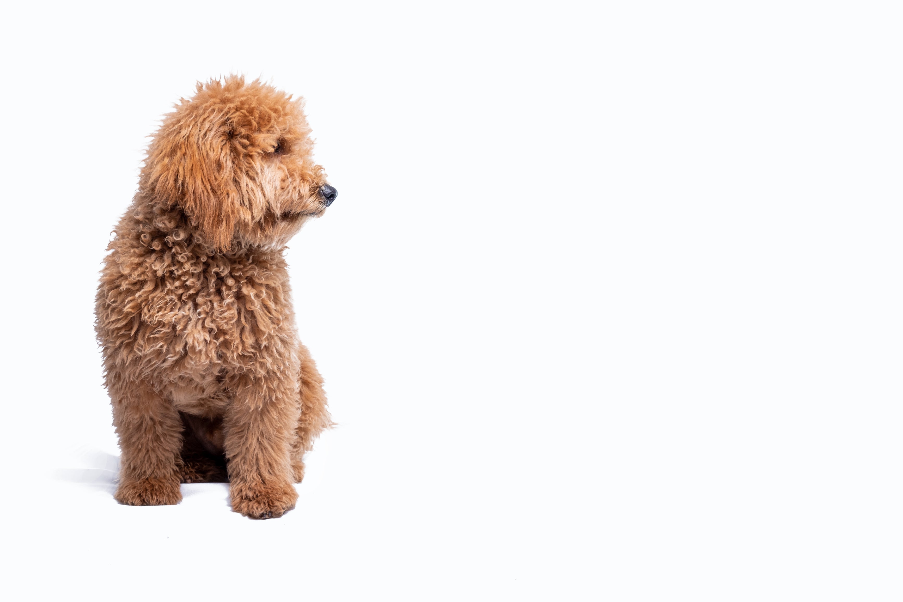 Golden Doodle Puppies for sale Atlanta